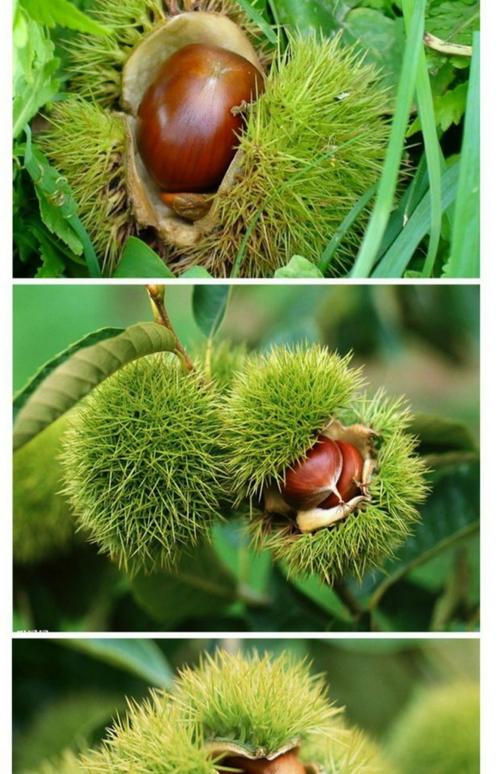 板栗嫁接步骤图解，关键技巧有哪些？-图3