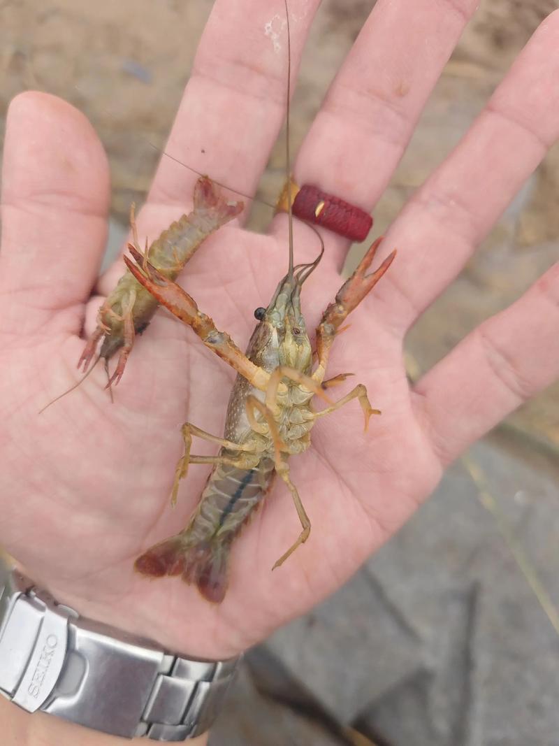 小龙虾苗价多少一斤？-图1