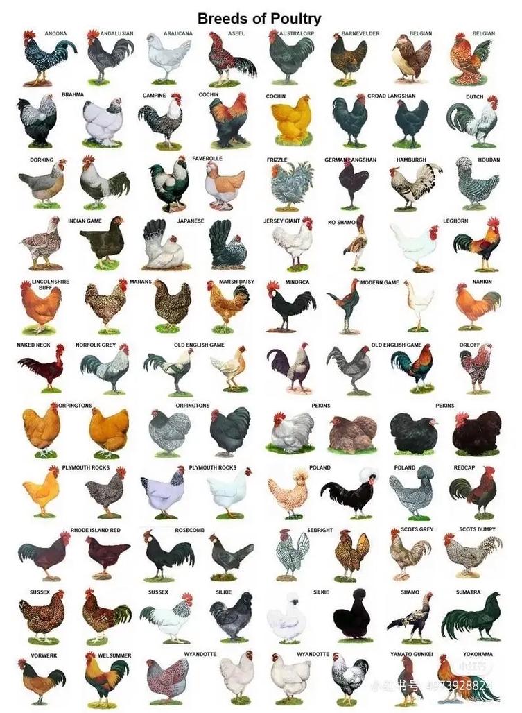 鸡的品种有哪些？附图片详解。-图1