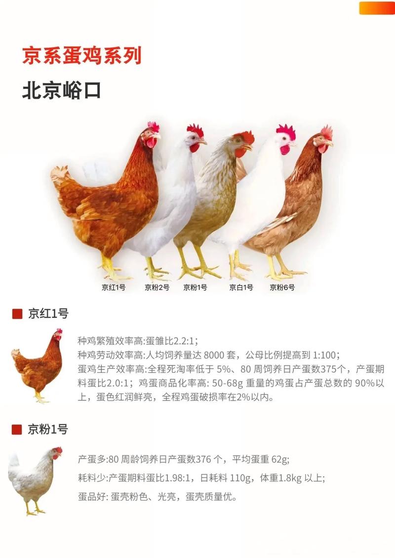 鸡的品种有哪些？附图片详解。-图2
