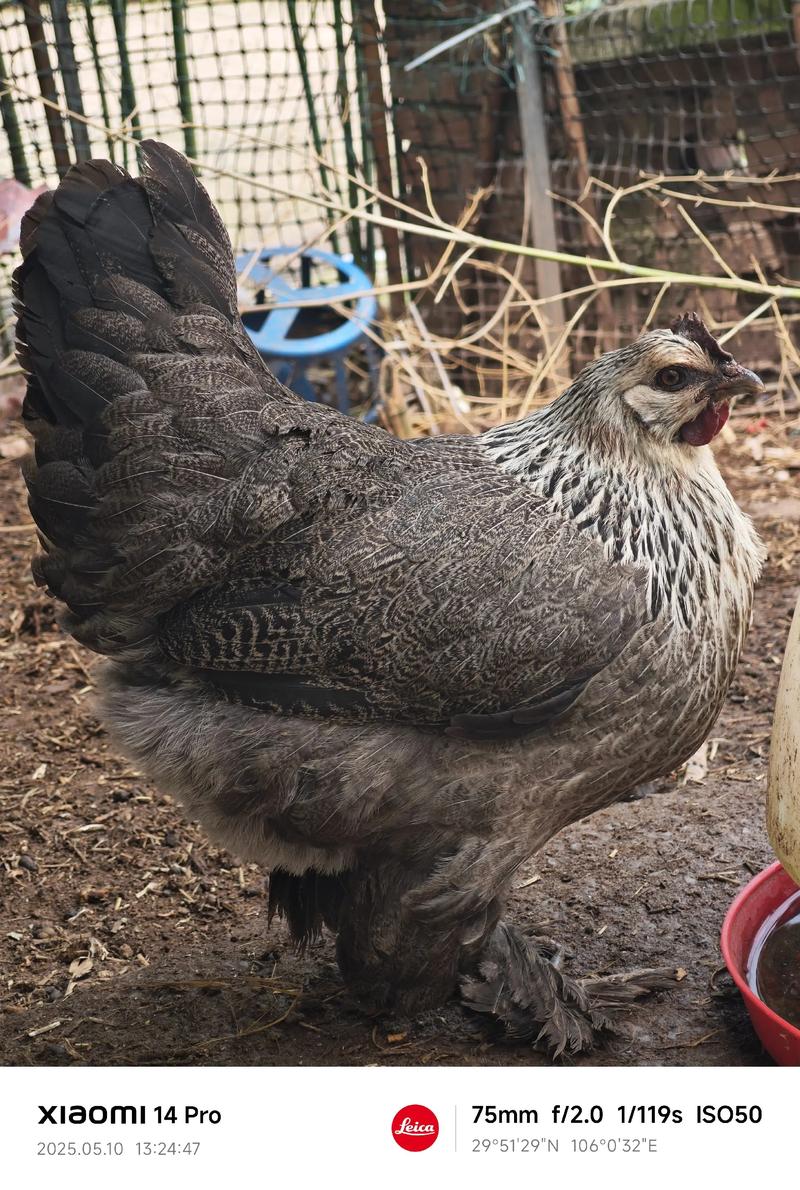 鸡的品种有哪些？附图片详解。-图3