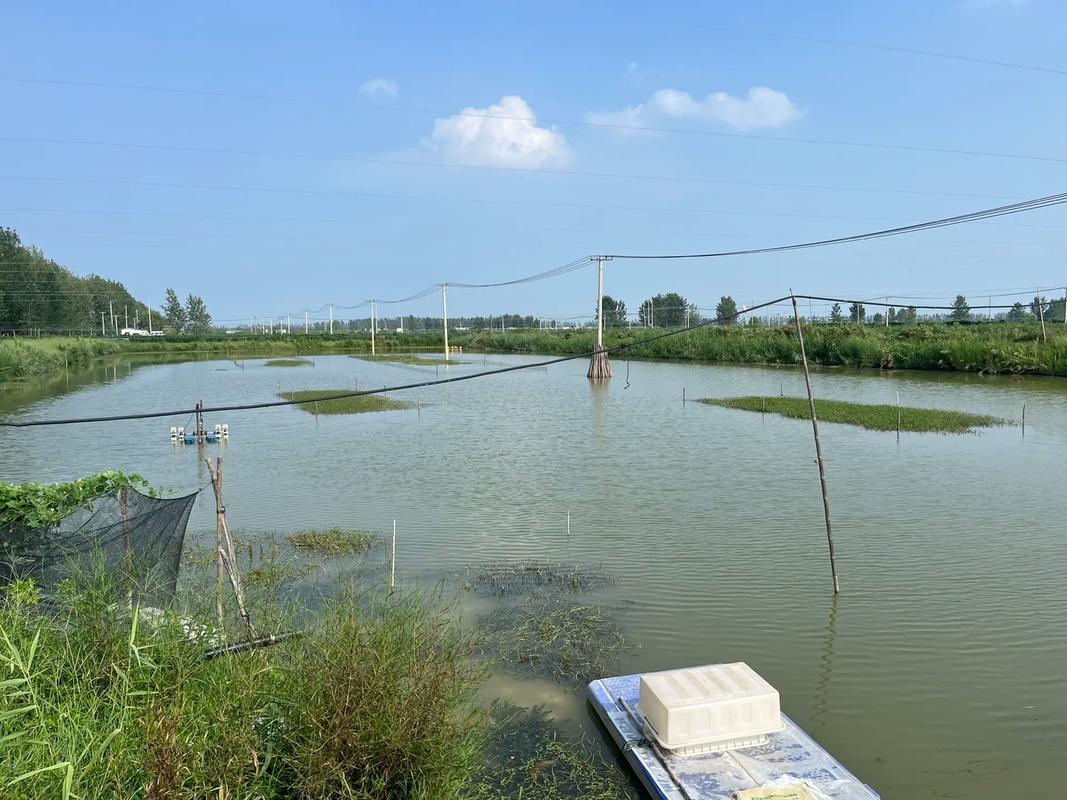 淡水螃蟹养殖技术视频，怎么学才高效？-图1