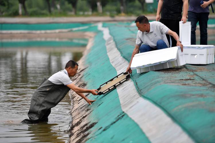 淡水螃蟹养殖技术视频，怎么学才高效？-图2