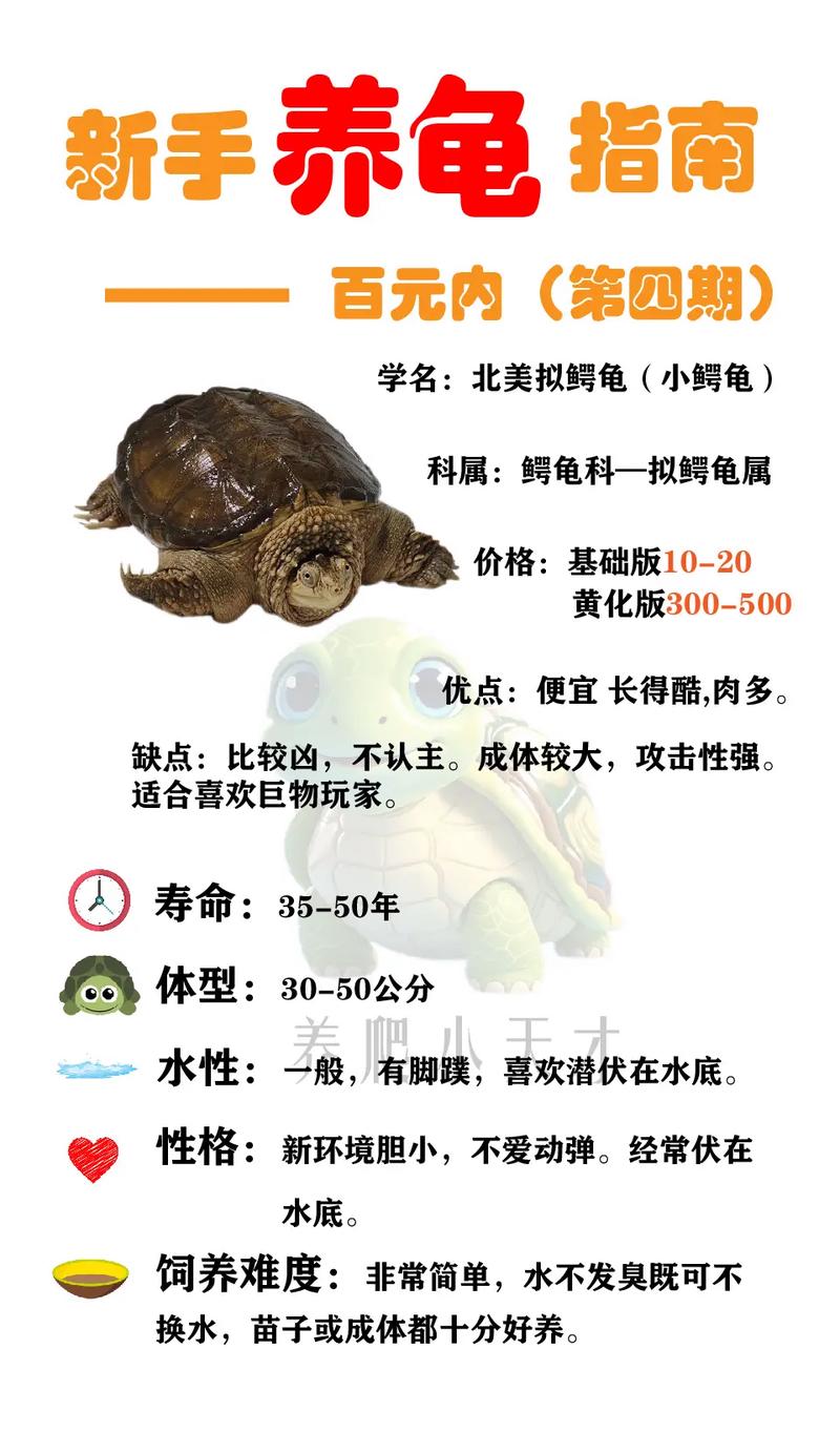 鳄龟有温顺的品种吗？-图2