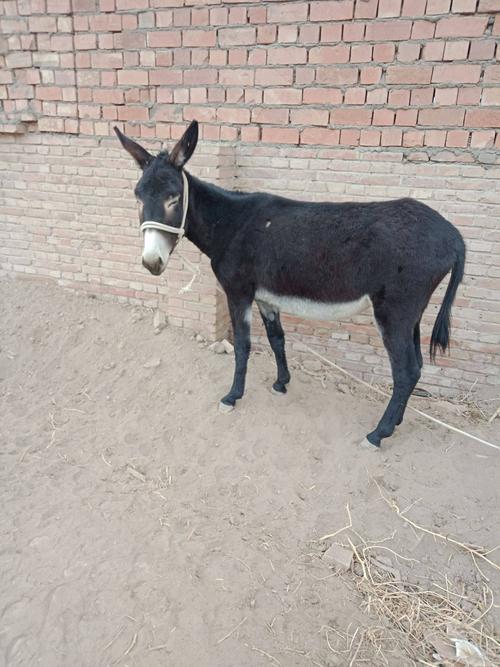 山区养驴，哪个品种最合适？-图1