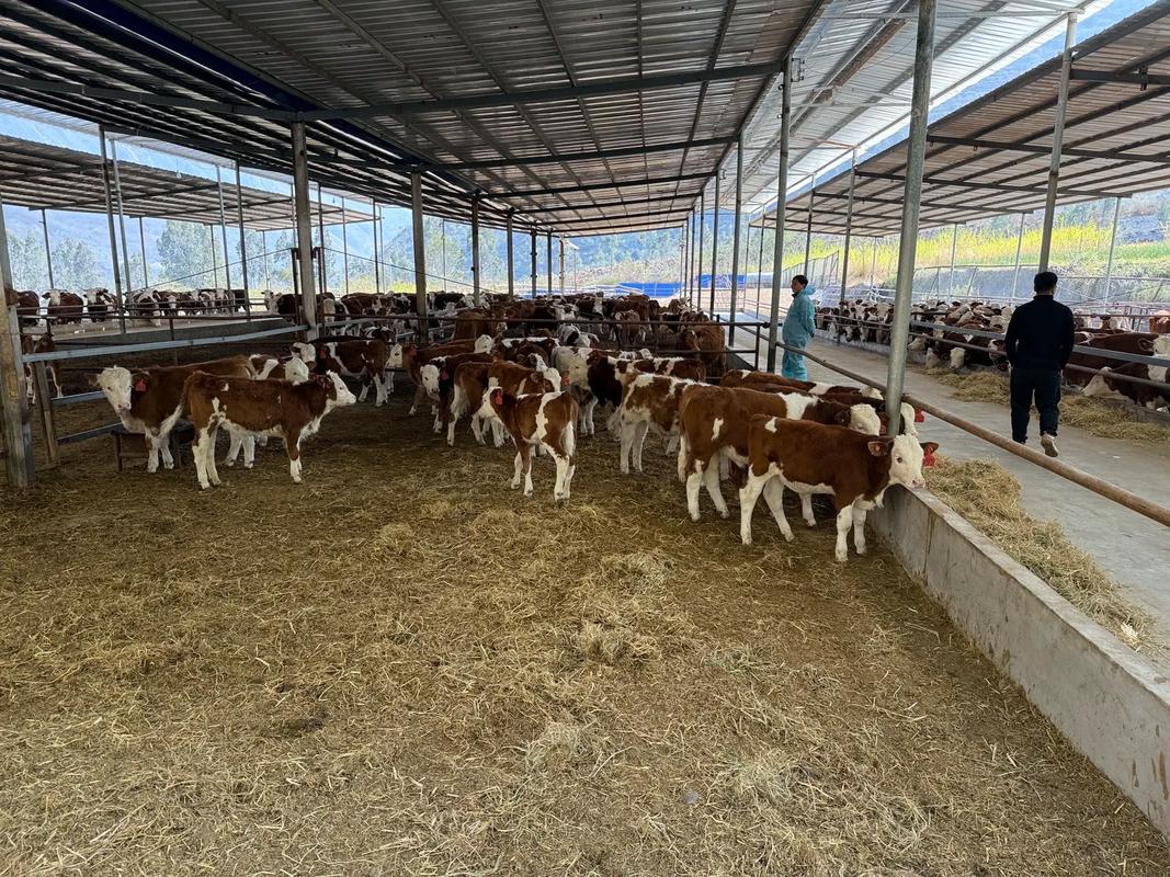 最新肉牛养殖技术视频有哪些新方法?-图1 最新肉牛养殖技术视频有哪些新方法?-图1