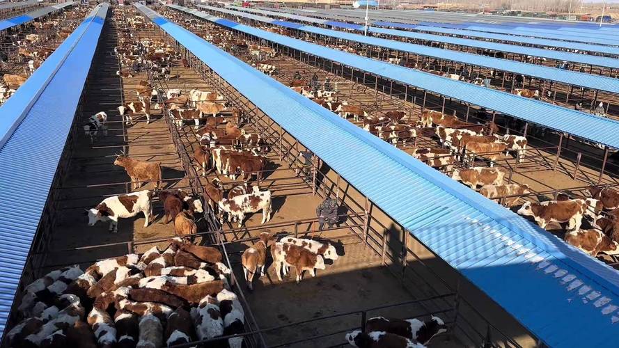 最新肉牛养殖技术视频有哪些新方法?-图2 最新肉牛养殖技术视频有哪些新方法?-图2