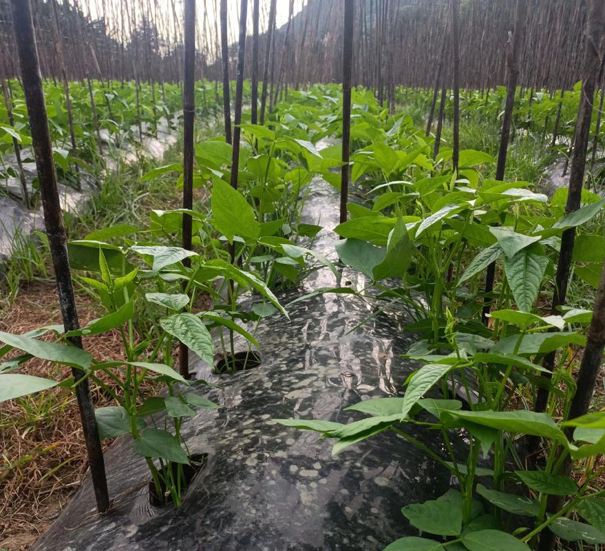 早春豆角怎么种?视频教你关键技术-图2 早春豆角怎么种?视频教你关键技术-图2