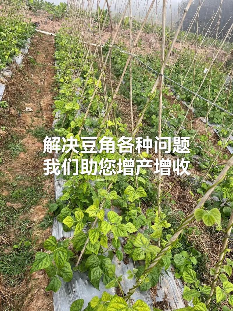 早春豆角怎么种?视频教你关键技术-图3 早春豆角怎么种?视频教你关键技术-图3