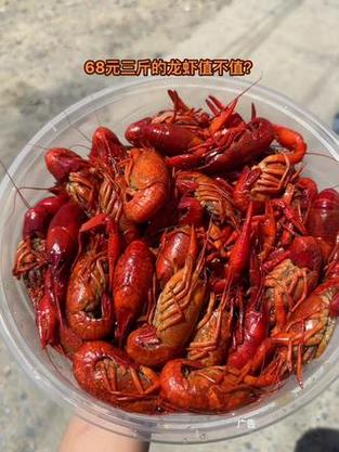 泗洪龙虾批发价今日多少钱?-图1 泗洪龙虾批发价今日多少钱?-图1