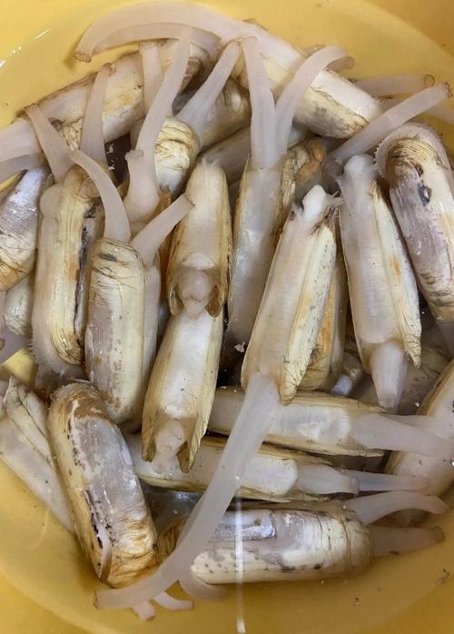 蛏子淡水养殖技术要点有哪些？-图2