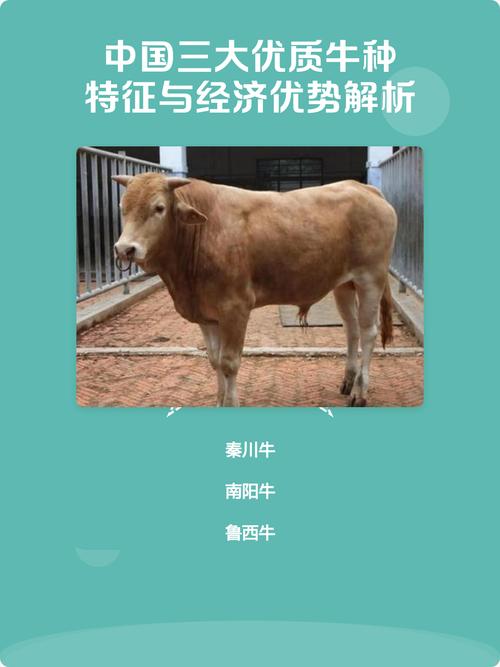 中国牛的品种有哪些？-图3