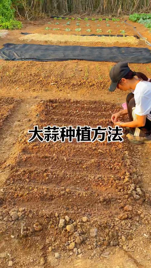 北方春播大蒜怎么种才高产？-图2