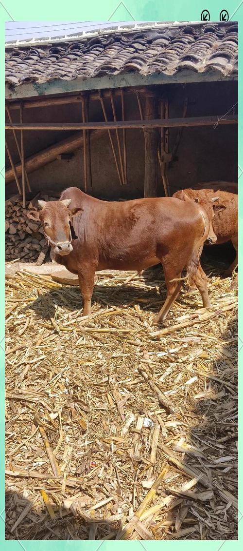 中国优质肉黄牛品种有哪些？-图1