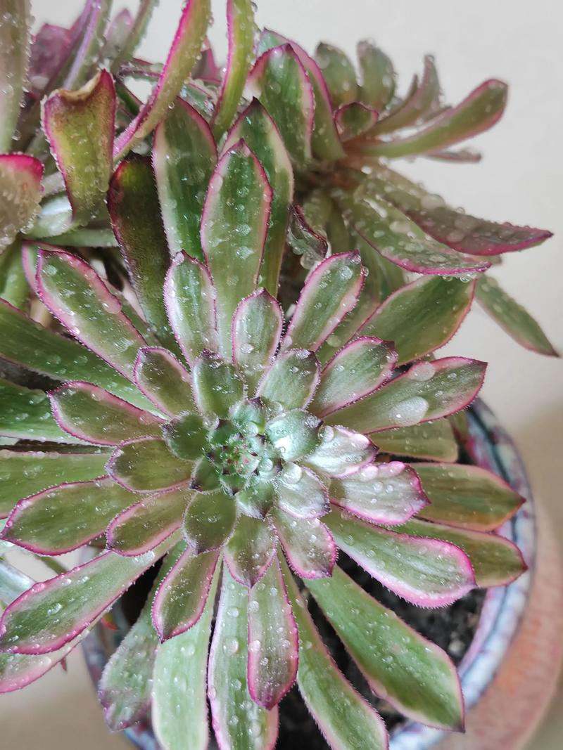 多肉法师哪个品种最值得养?-图3 多肉法师哪个品种最值得养?-图3