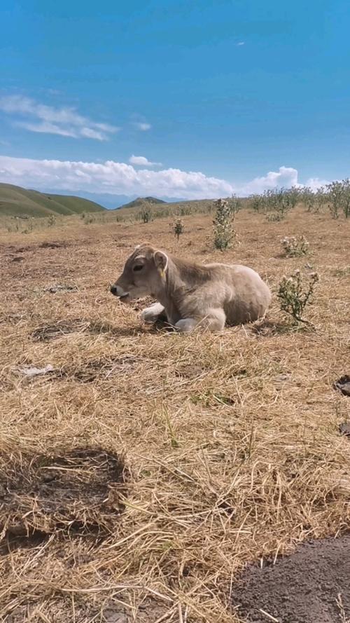 红褐斯牛有哪些养殖优势？-图2