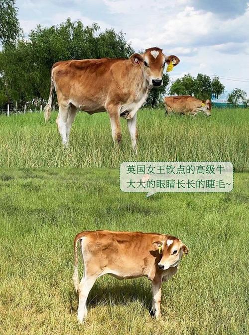 红褐斯牛有哪些养殖优势？-图1