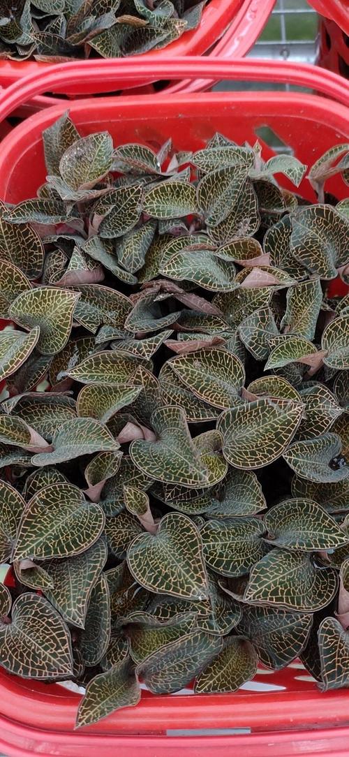 金线莲品种如何区分？-图1