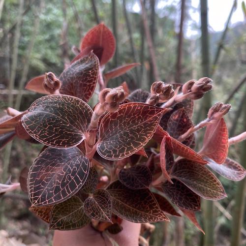 金线莲品种如何区分？-图2