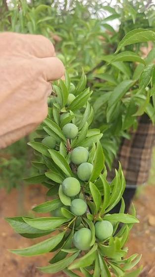 李子高产栽培管理技术有哪些关键要点？-图1