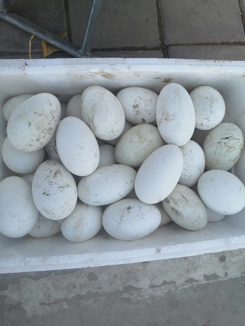 山东适合养哪些蛋鹅品种？-图1