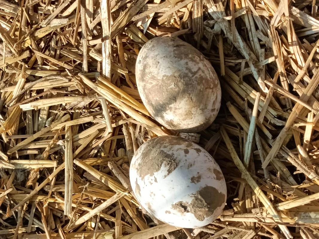 山东适合养哪些蛋鹅品种？-图2