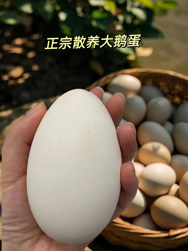 山东适合养哪些蛋鹅品种？-图3