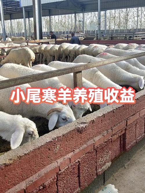 小尾寒羊养殖技术有何新突破？-图1