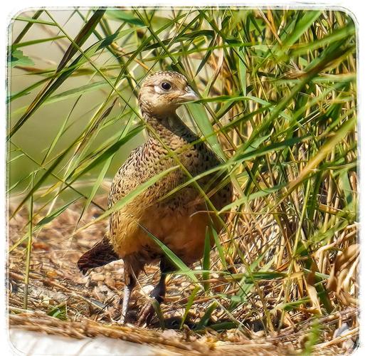 哪些山鸡品种适合养殖?-图1 哪些山鸡品种适合养殖?-图1