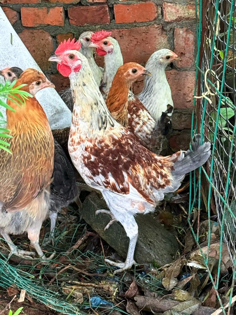 哪些山鸡品种适合养殖?-图2 哪些山鸡品种适合养殖?-图2