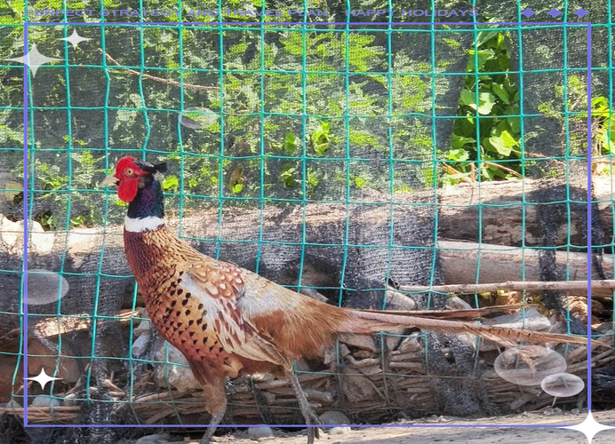 哪些山鸡品种适合养殖?-图3 哪些山鸡品种适合养殖?-图3