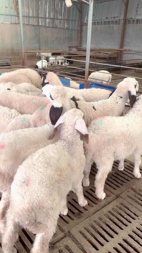 新疆适合养什么品种羊?-图2 新疆适合养什么品种羊?-图2