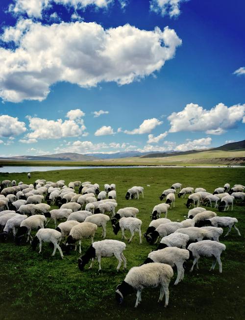 新疆适合养什么品种羊?-图1 新疆适合养什么品种羊?-图1