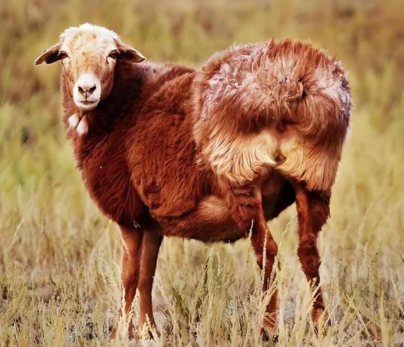 新疆适合养什么品种羊?-图3 新疆适合养什么品种羊?-图3