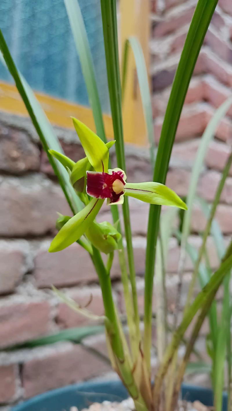 湖南兰草具体指哪种兰花品种?-图1 湖南兰草具体指哪种兰花品种?-图1