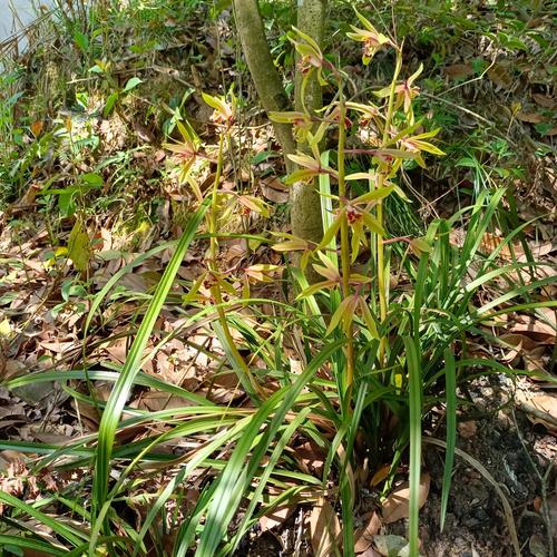 湖南兰草具体指哪种兰花品种?-图2 湖南兰草具体指哪种兰花品种?-图2