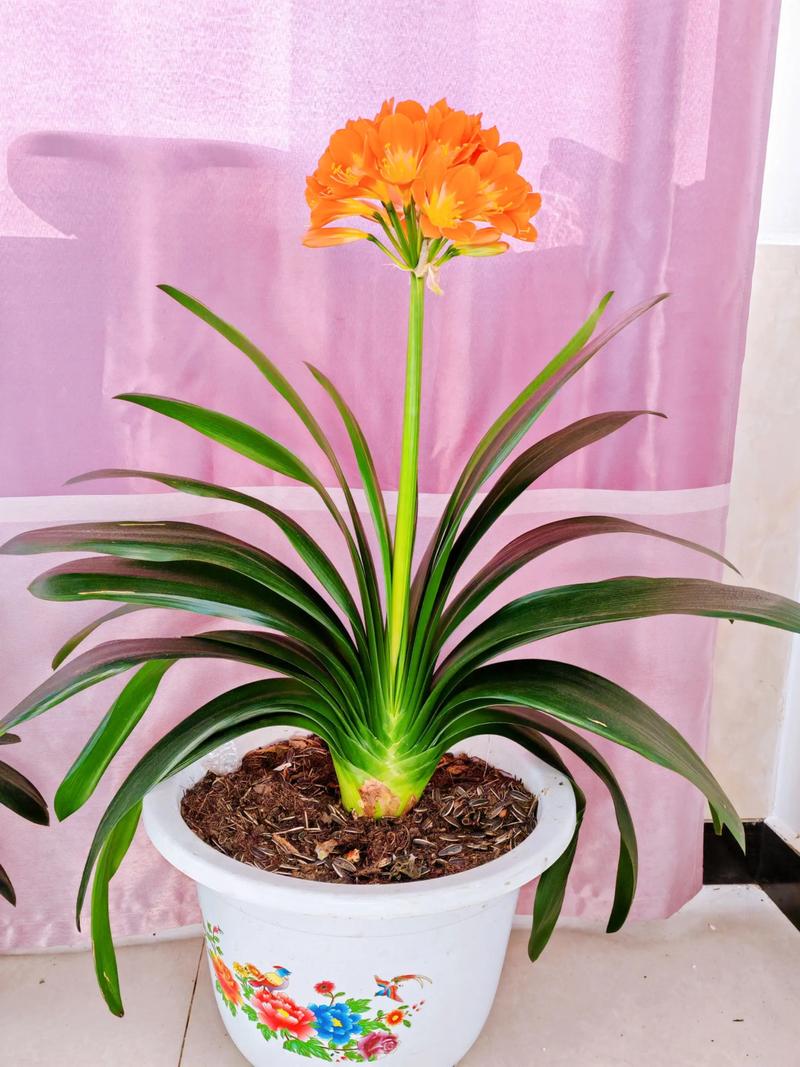 君子兰什么品种爱开花?-图1 君子兰什么品种爱开花?-图1