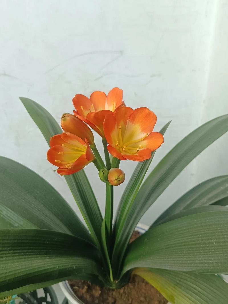 君子兰什么品种爱开花?-图2 君子兰什么品种爱开花?-图2