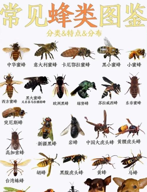 北方中蜂有哪些常见品种?-图1 北方中蜂有哪些常见品种?-图1