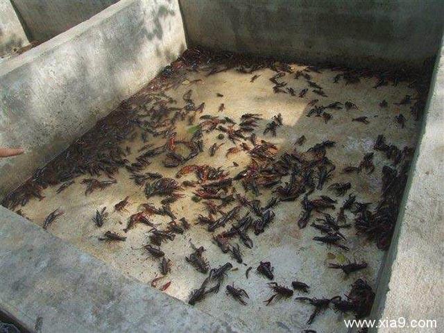 水泥池小龙虾养殖技术有哪些关键要点？-图2