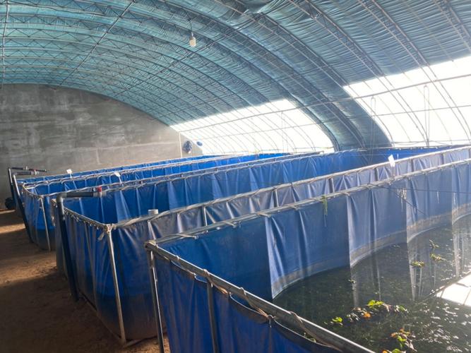 水泥池小龙虾养殖技术有哪些关键要点？-图3