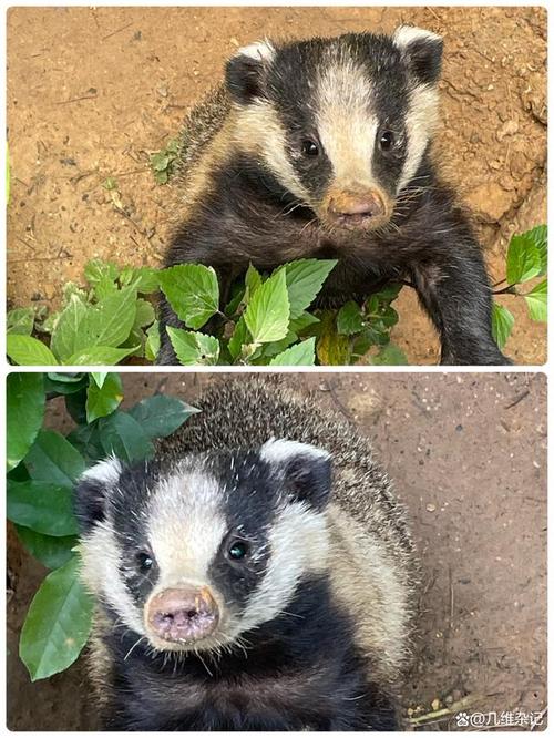 养殖獾子是哪个品种?-图1 养殖獾子是哪个品种?-图1
