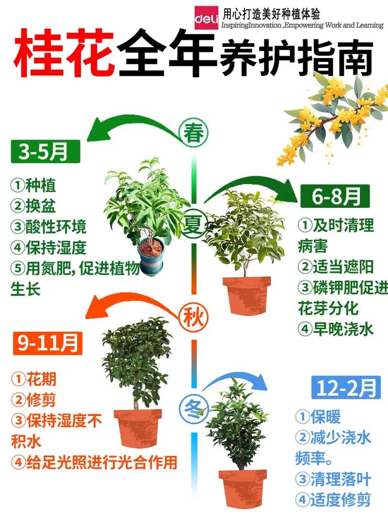桂花树怎么种?施肥有哪些技巧?-图2 桂花树怎么种?施肥有哪些技巧?-图2