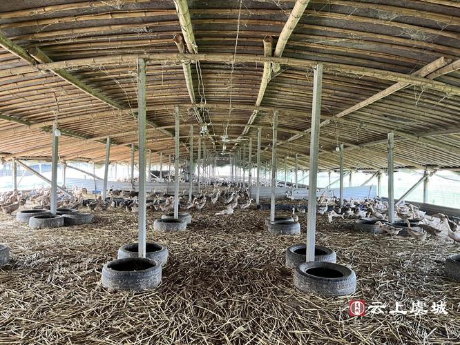 蛋鸭生态网床圈养技术-图1 蛋鸭生态网床圈养技术-图1