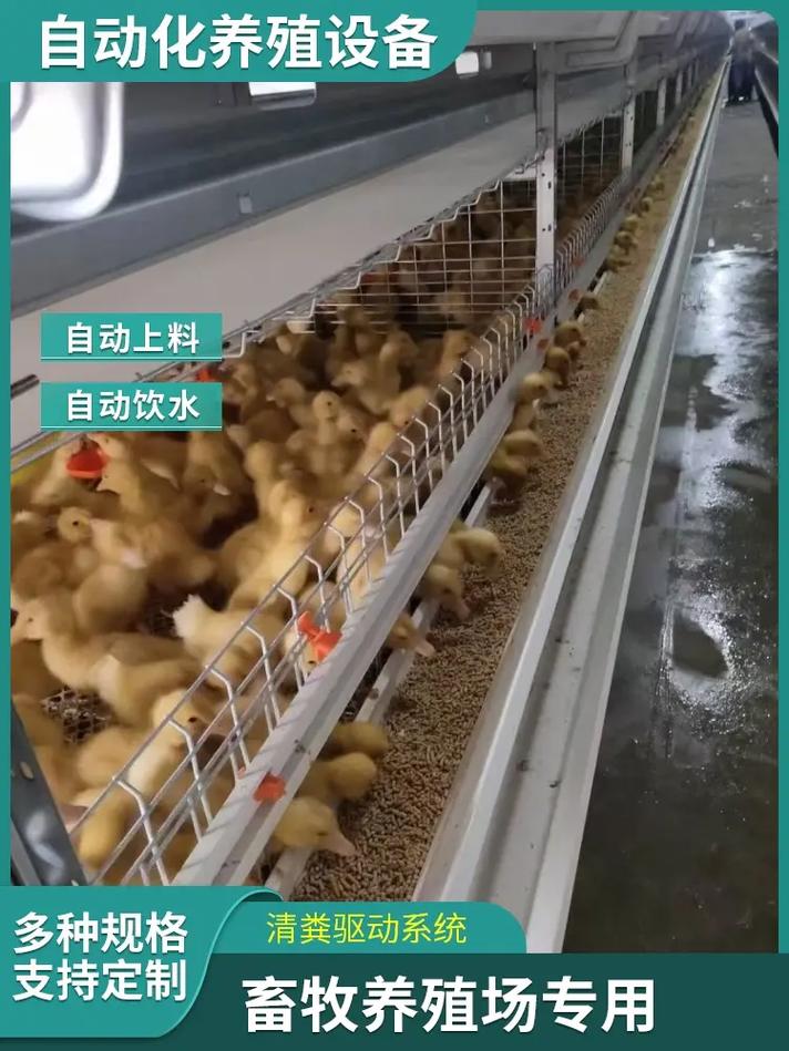 蛋鸭生态网床圈养技术-图2 蛋鸭生态网床圈养技术-图2