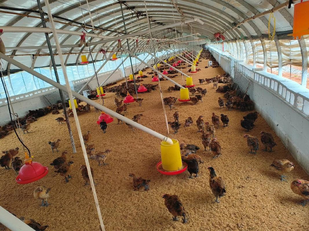 蛋鸭生态网床圈养技术-图3 蛋鸭生态网床圈养技术-图3