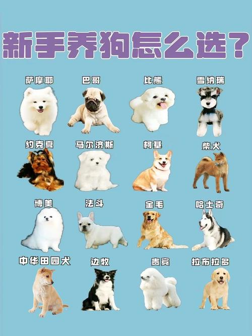 狗的养殖技术视频教程有哪些要点?-图2 狗的养殖技术视频教程有哪些要点?-图2