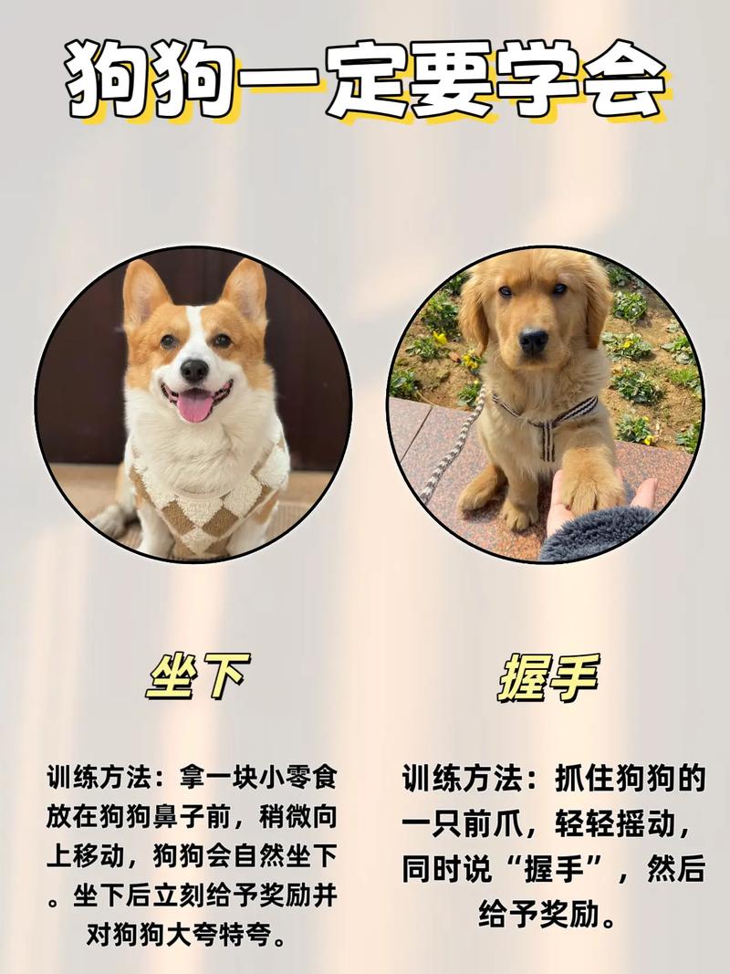 狗的养殖技术视频教程有哪些要点?-图3 狗的养殖技术视频教程有哪些要点?-图3