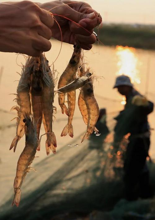 南美白对虾养殖技术员需掌握哪些关键技术?-图1 南美白对虾养殖技术员需掌握哪些关键技术?-图1