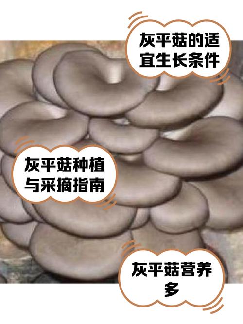 平菇熟料高产栽培技术如何实现?-图2 平菇熟料高产栽培技术如何实现?-图2